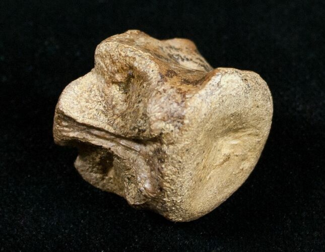 Champsosaurus Vertebrae (Cretaceous Reptile) #10832